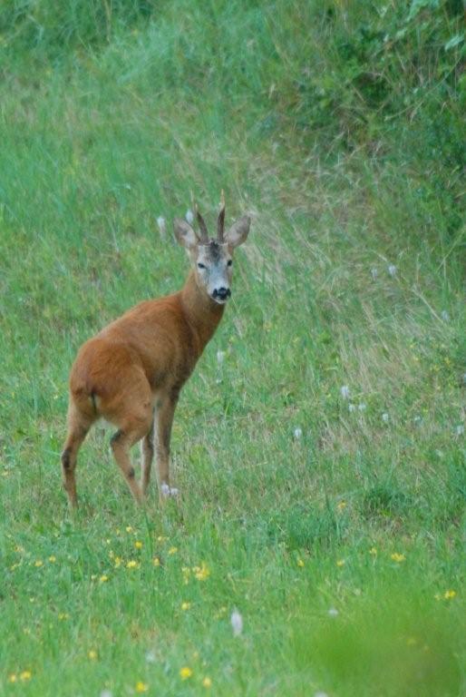 Il Capriolo