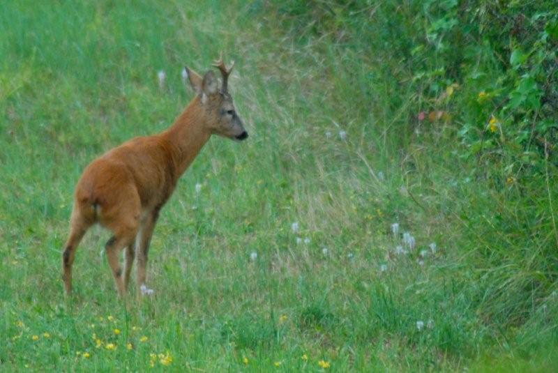 Il Capriolo