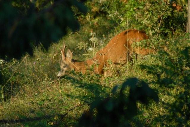 Il Capriolo