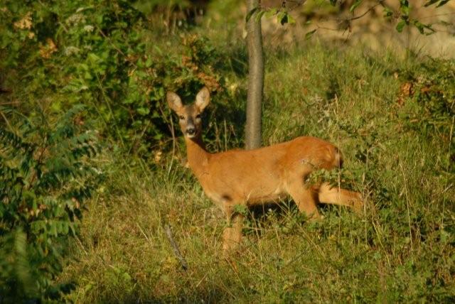 Il Capriolo