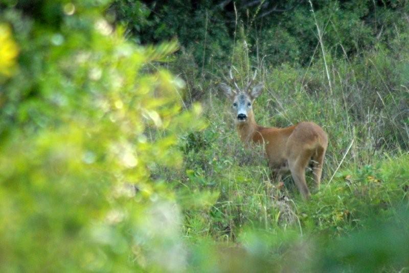 Il Capriolo