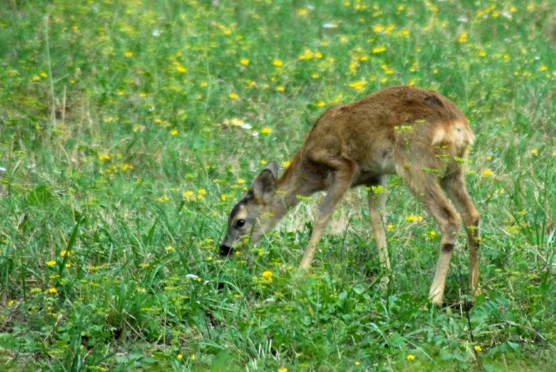 Il Capriolo