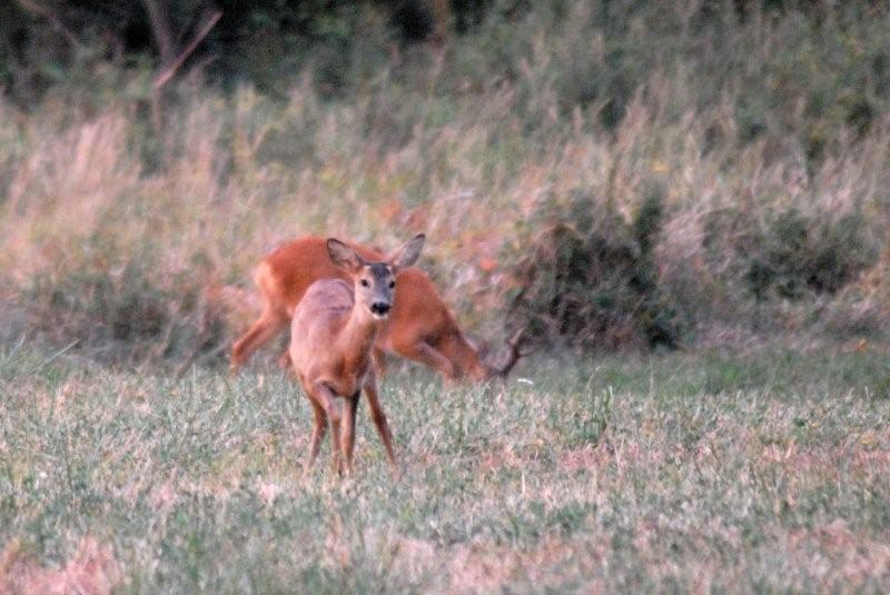 Il Capriolo