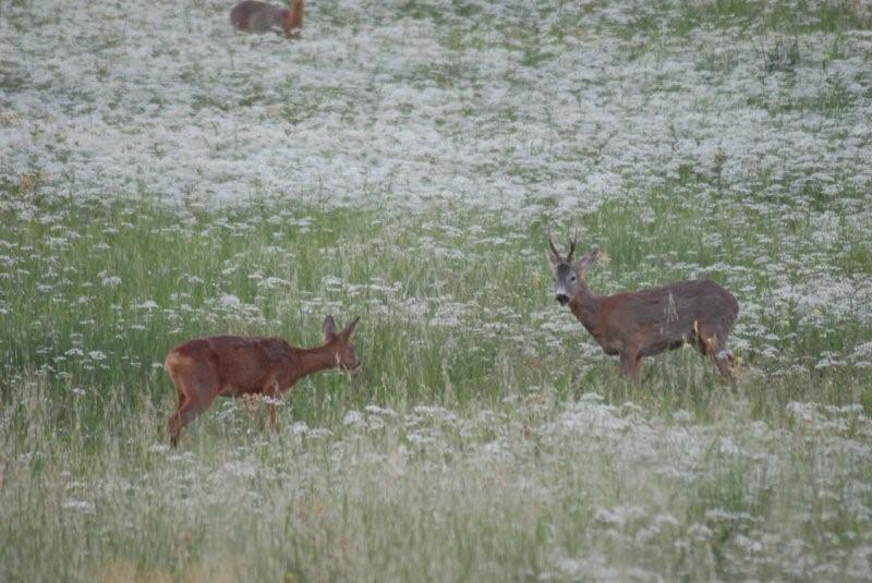 Il Capriolo