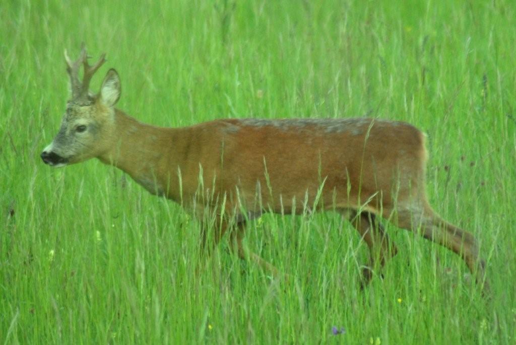 Il Capriolo