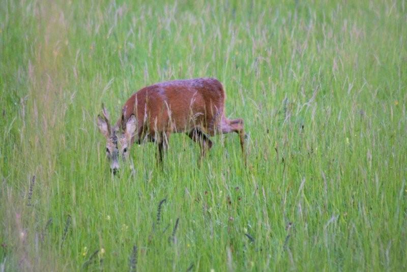 Il Capriolo