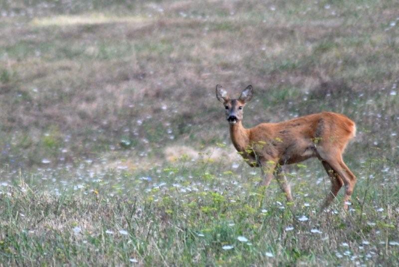 Il Capriolo