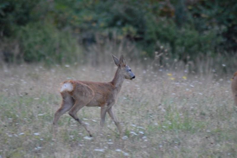 Il Capriolo