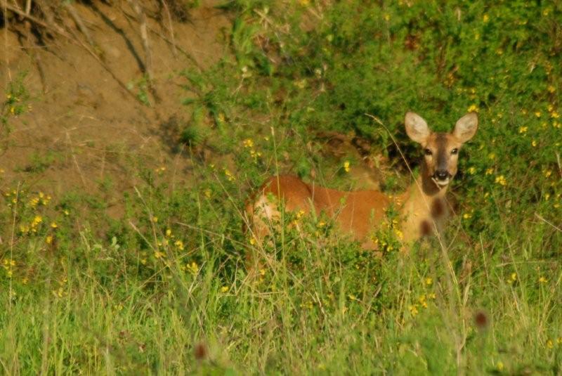 Il Capriolo