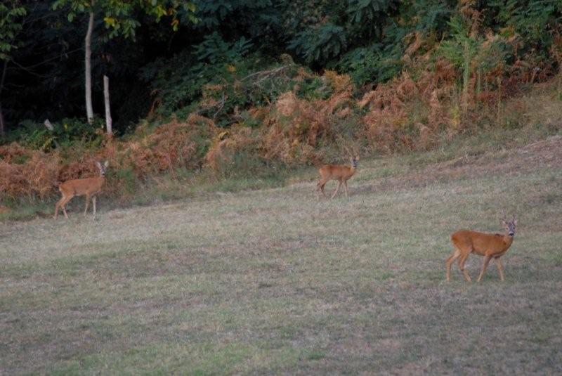 Il Capriolo