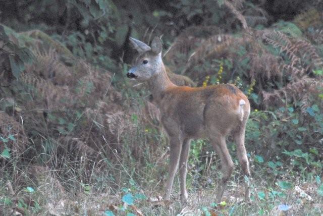 Il Capriolo