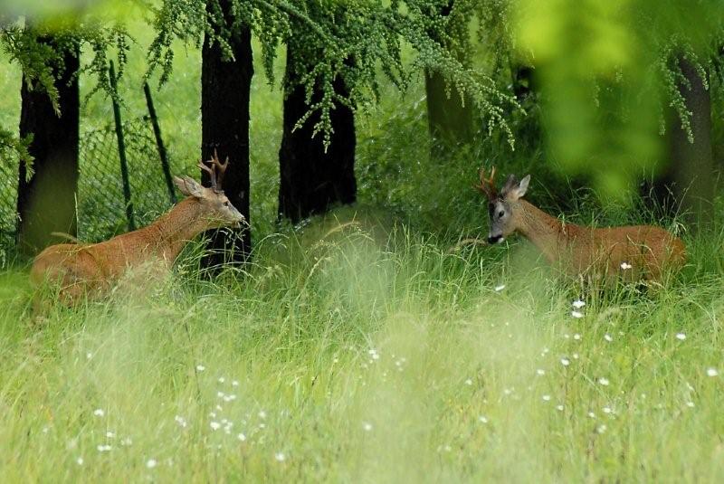 Il Capriolo