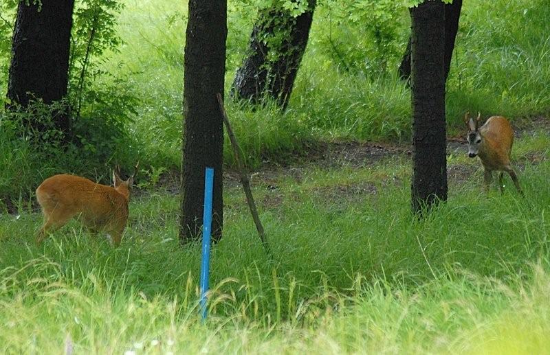 Il Capriolo