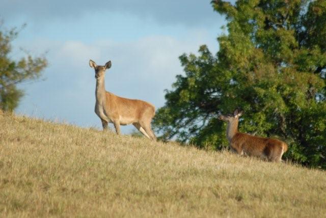 il daino,silenzioso custode dei segreti del bosco