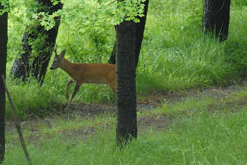 Il Capriolo