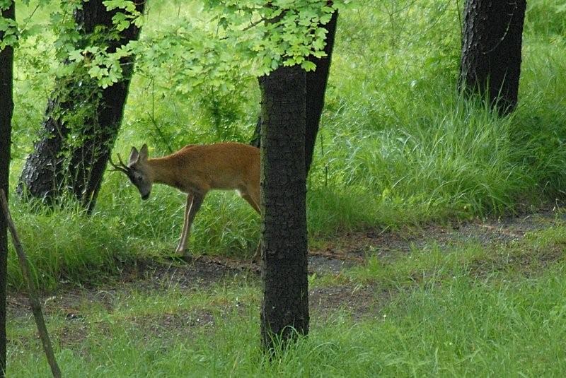 Il Capriolo