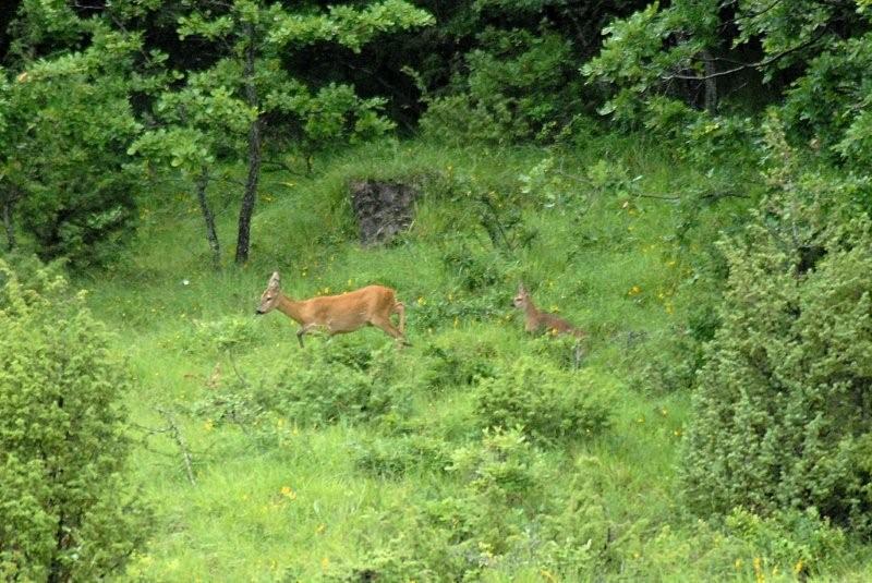 Il Capriolo