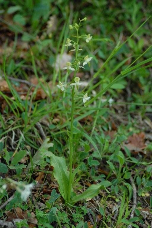 Platanthera chlorantha