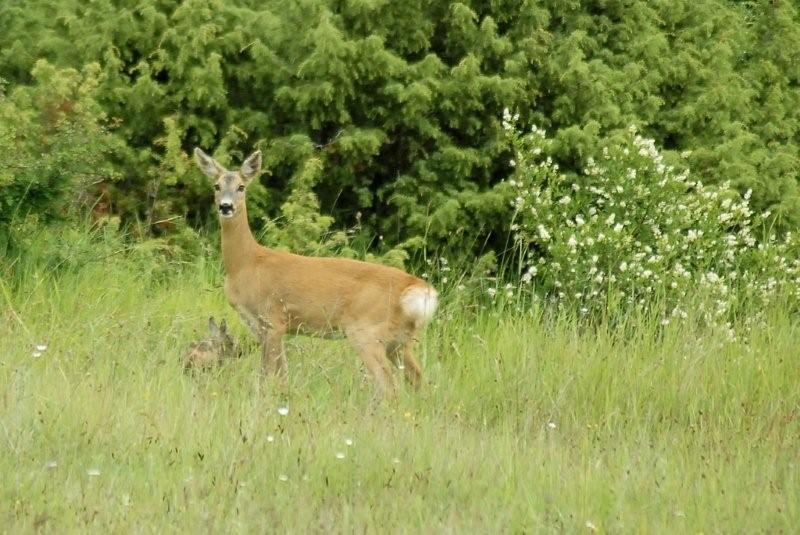 Il Capriolo