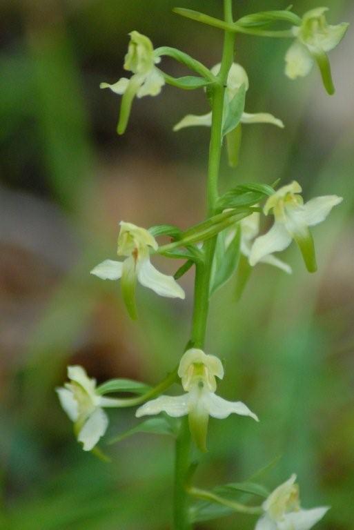 Platanthera chlorantha