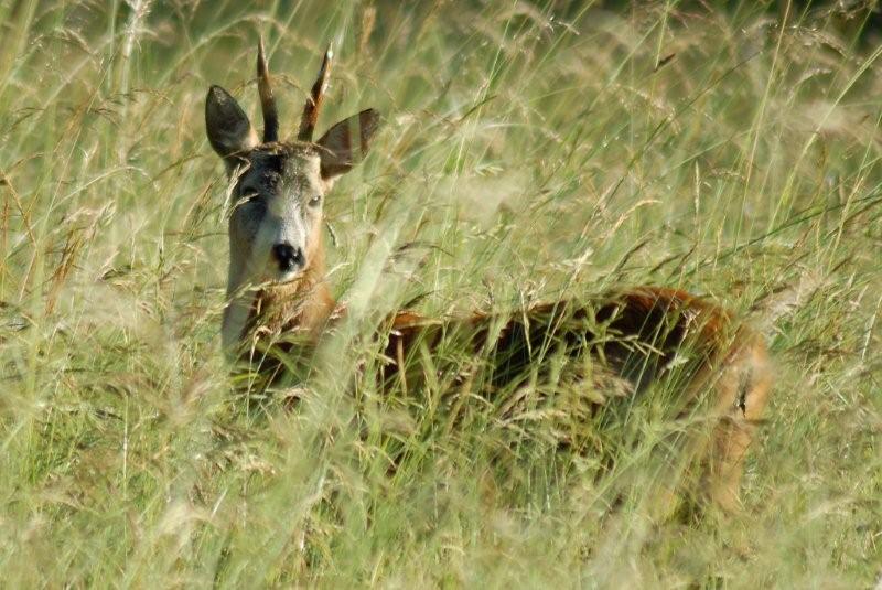 Il Capriolo