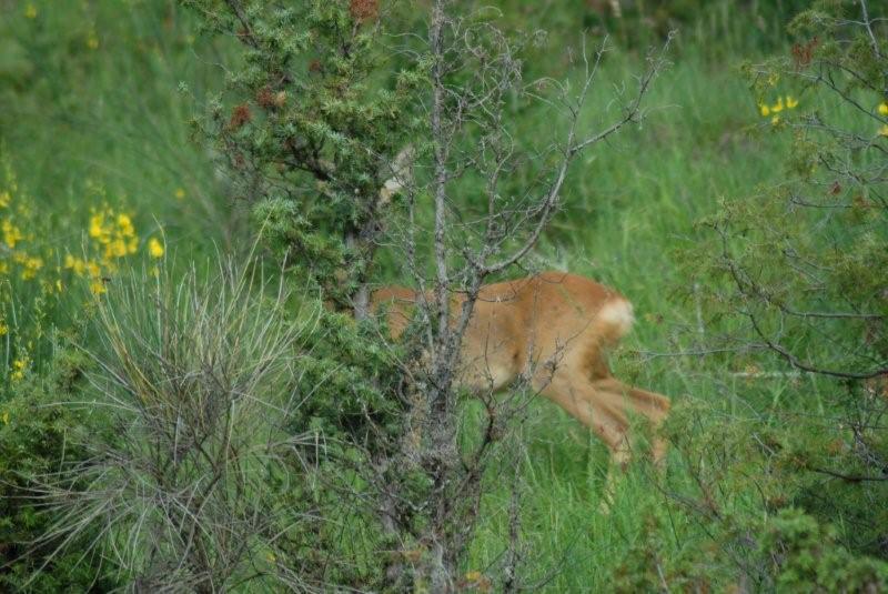 Il Capriolo