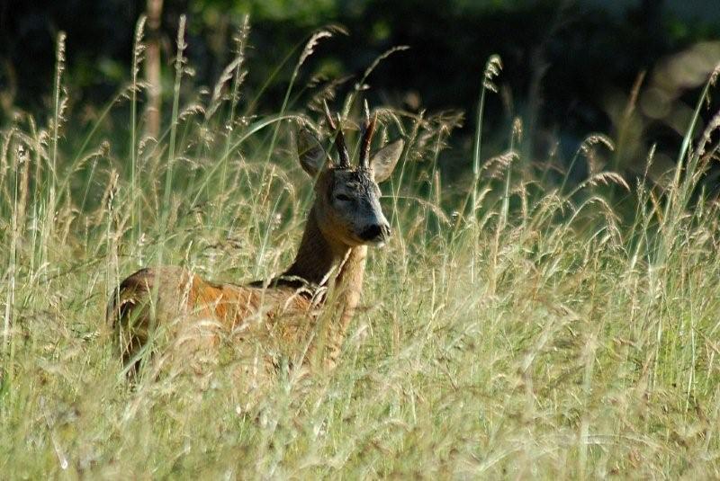 Il Capriolo