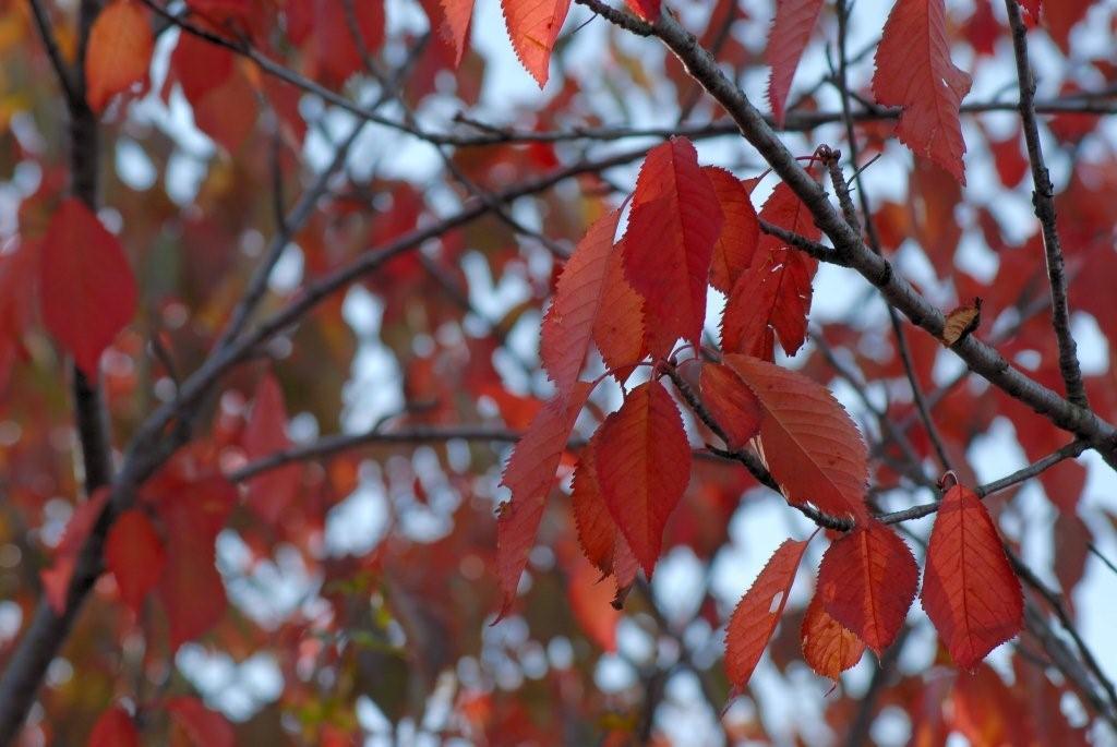 L''autunno sull''Appennino tosco emiliano