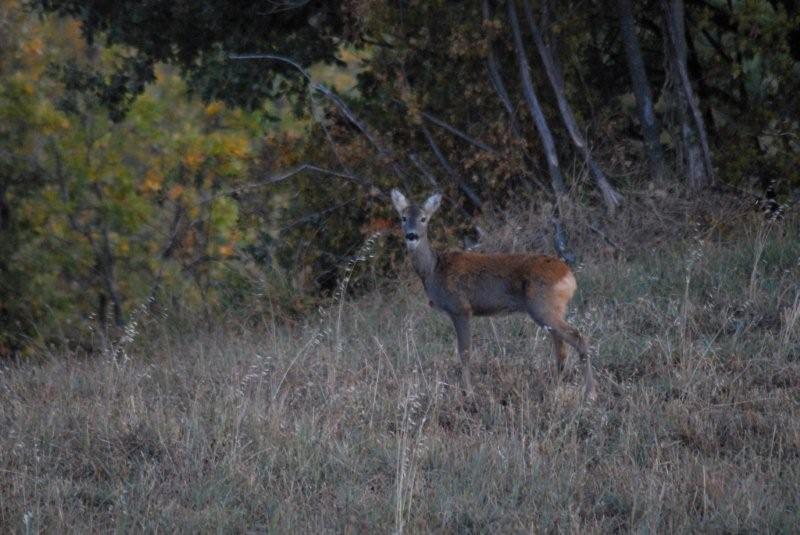 Il Capriolo