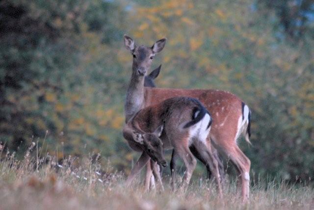 il daino,silenzioso custode dei segreti del bosco