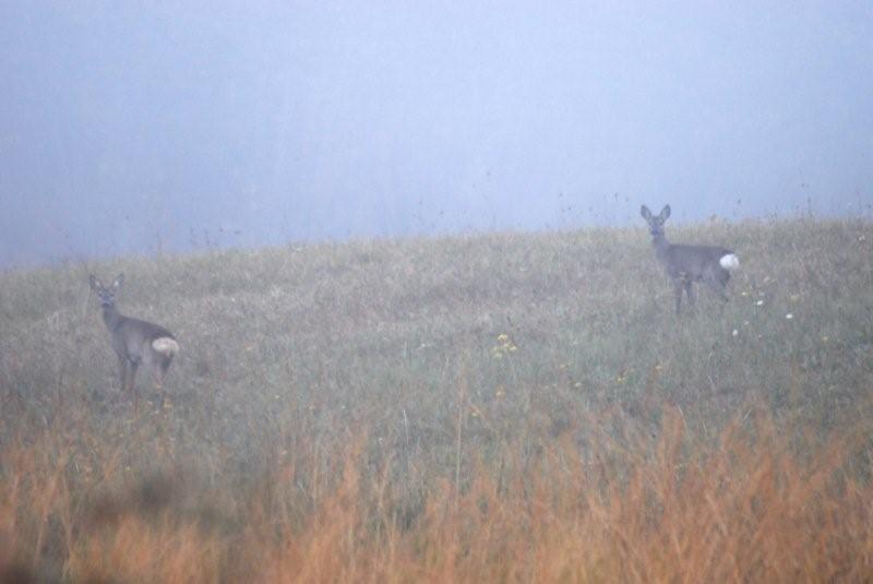 Il Capriolo