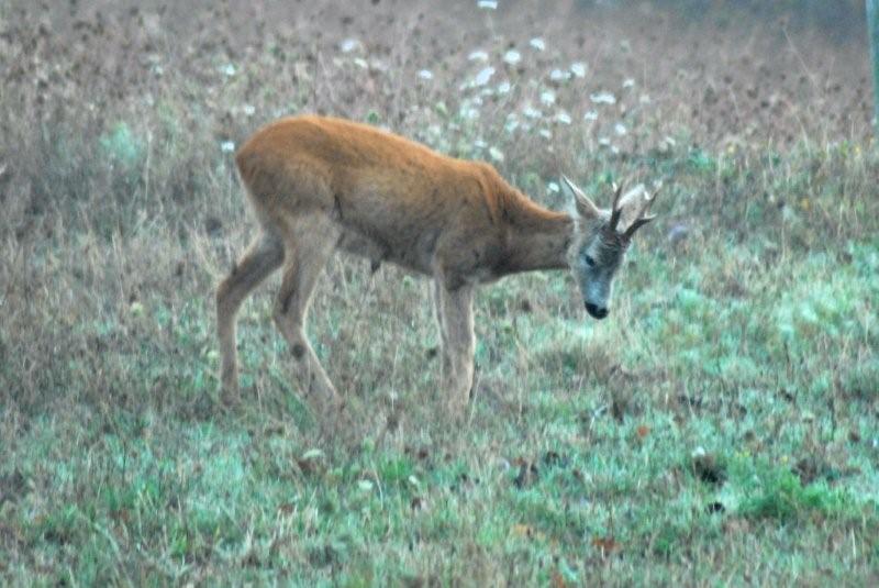 Il Capriolo