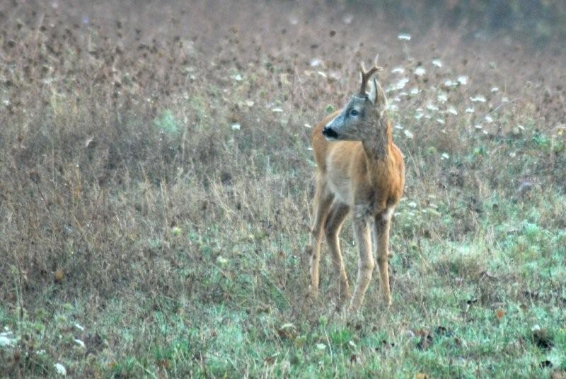 Il Capriolo