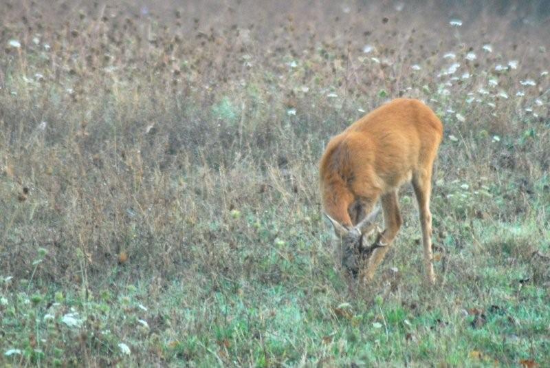 Il Capriolo