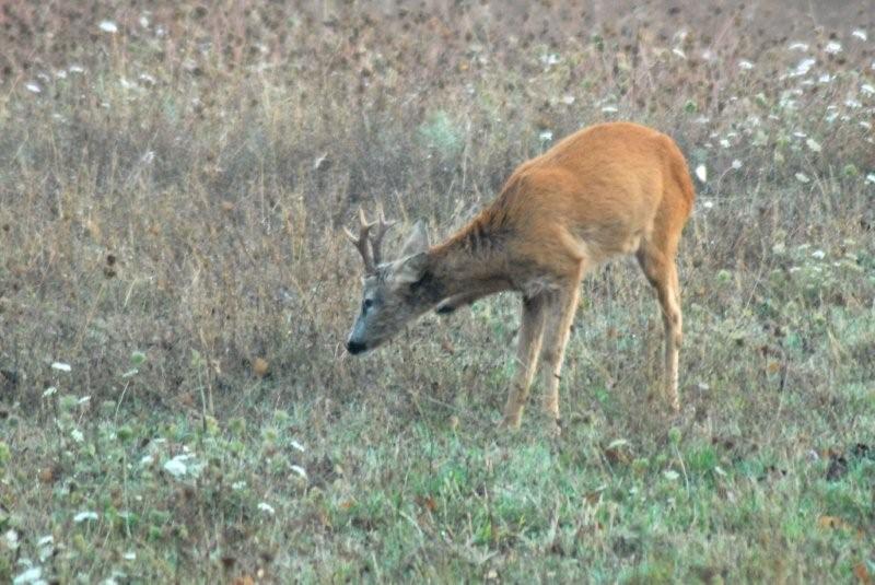 Il Capriolo