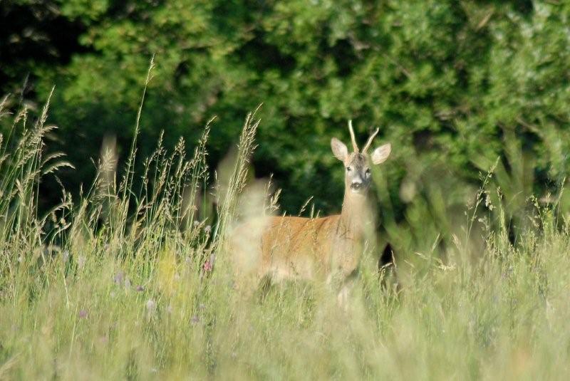 Il Capriolo