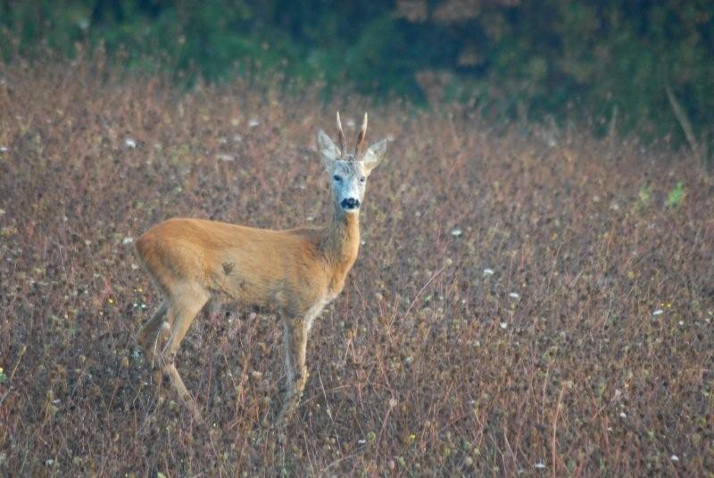 Il Capriolo