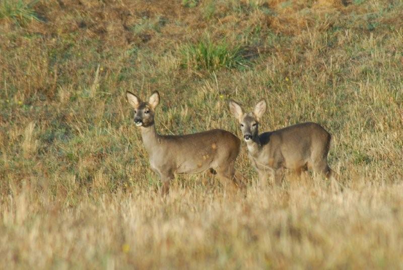 Il Capriolo