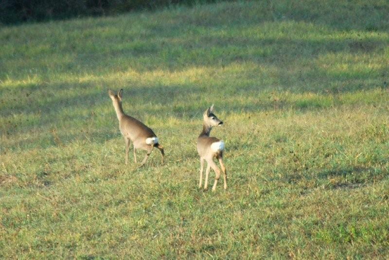 Il Capriolo