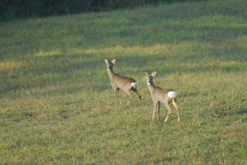 Il Capriolo