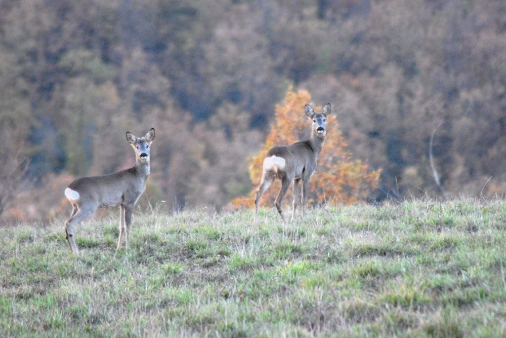 Il Capriolo