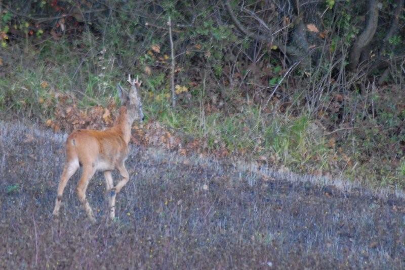 Il Capriolo