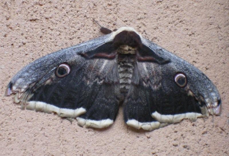 Saturnia pyri