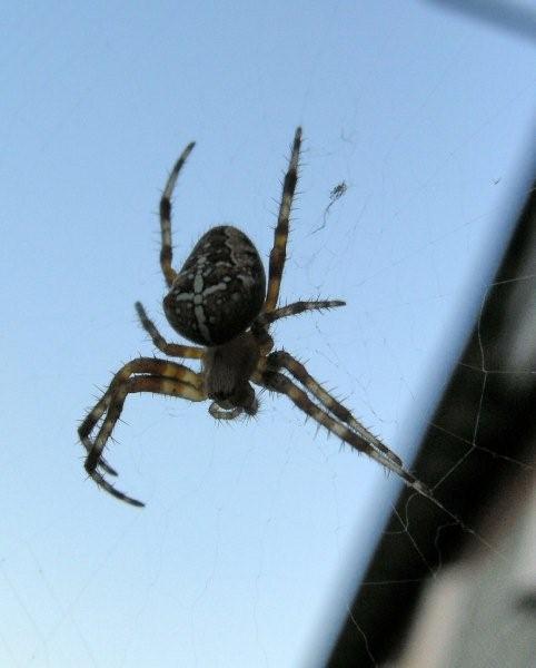 Araneus diadematus