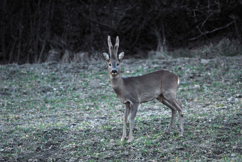 Il Capriolo