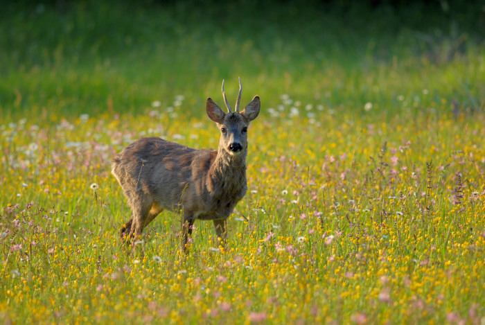 Il Capriolo