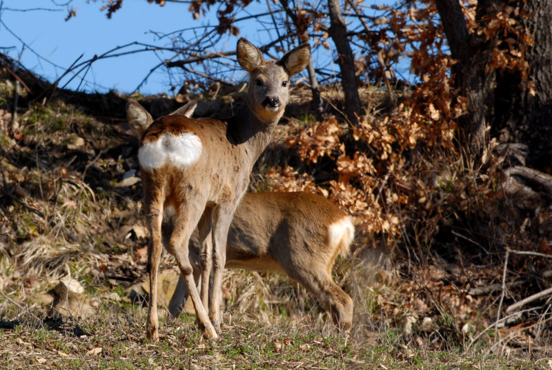 Il Capriolo