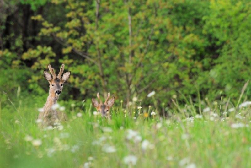 Il Capriolo