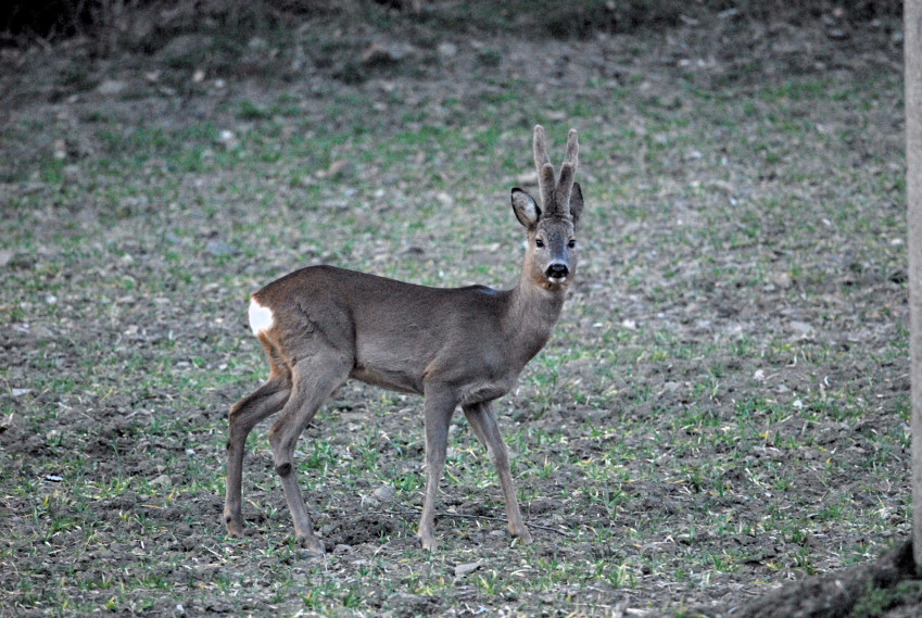 Il Capriolo