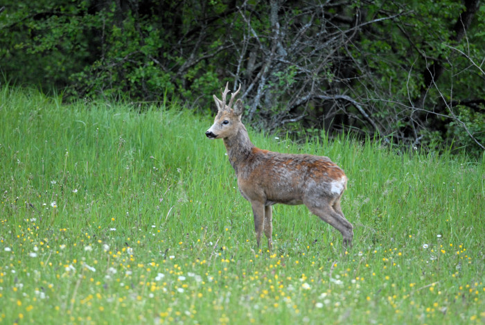 Il Capriolo